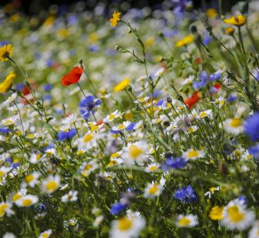 A close up of the wildflowers at the the Eden Project